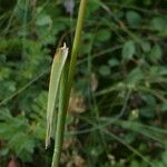 Phleum pratense Yaprak