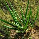 Allium pskemense Leaf