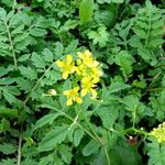 Rorippa palustris Blad