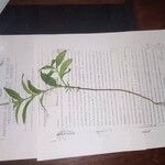 Heliotropium angiospermum Лист