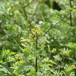 Rorippa palustris Blüte