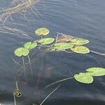 Nuphar pumila Feuille