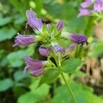 Penstemon serrulatus Kvet