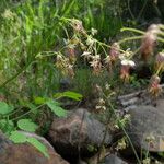 Thalictrum fendleri Habit