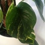 Epipremnum aureum Hoja