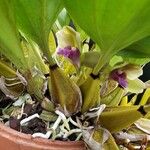 Bifrenaria tyrianthina 花