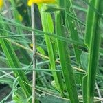 Genista sagittalis Corteza