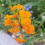 Erysimum odoratum Blomma