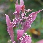 Callicarpa kwangtungensis Fruto