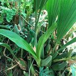 Coelogyne asperata Habitat