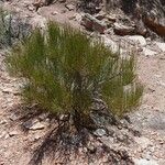 Ephedra viridis Levél