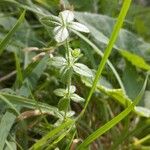 Cruciata pedemontana Leaf