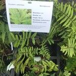 Dryopteris wallichiana Blad