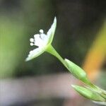 Stellaria alsine Квітка