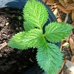 Stachytarpheta indica Leaf