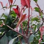 Photinia fraseri Leaf