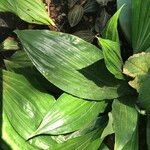 Calanthe triplicata Leaf