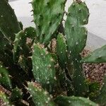 Opuntia monacantha 葉