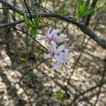 Rhododendron periclymenoides 花