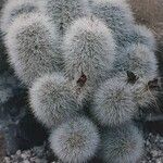 Echinocereus nivosus