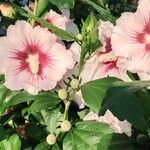 Hibiscus syriacus Blüte