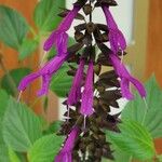 Salvia farinacea Flower