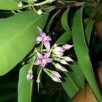 Ardisia elliptica 花