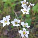 Micranthes californica Flor