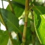 Persicaria nepalensis Bark