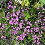 Saponaria ocymoidesFlor