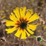 Madia elegans Flower