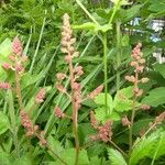 Astilbe japonica Beste bat