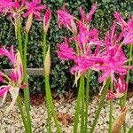 Nerine bowdenii Flor