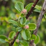 Cotoneaster dammeri Blatt