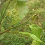 Preslianthus pittieri Leaf