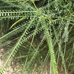 Parkinsonia aculeata Feuille