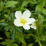 Ludwigia adscendens Blüte