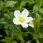 Ludwigia adscendens Цвят