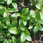 Mentha pulegium Feuille