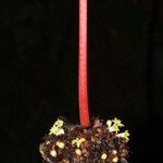 Psychotria densinervia Flower