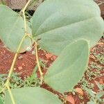 Smilax goyazana Leaf