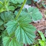 Geum coccineum Foglia