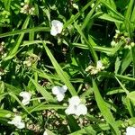 Tradescantia × andersoniana Habit