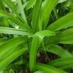 Crinum × powellii Leaf