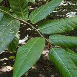Inocarpus fagifer 葉
