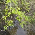 Fraxinus latifolia Leaf