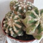 Astrophytum asterias Blatt