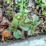 Acalypha aristata Hoja