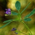 Medicago sativa Fiore