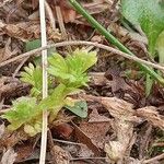 Alchemilla australis पत्ता